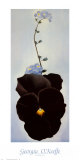 Stiefmütterchen, 1926 Kunstdrucke von Georgia O'Keeffe