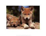 Spring Wolf Pups Posters by Art Wolfe