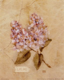 Lilas sur tissu déchiré Posters par Cheri Blum