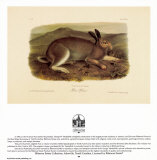 Liebre polar Láminas por John James Audubon Liebre polar Láminas por John James Audubon