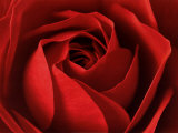 La Rose Posters