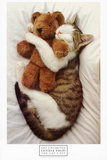 Le chat et son nounours Affiches