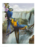 Iguazu Prints by Gabriela Ezcurra