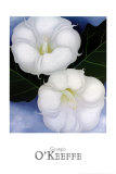 Two Jimson Weeds with Green Leaves and Blue Sky Kunst von Georgia O'Keeffe