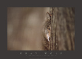 Loup gris Posters par Jim Brandenburg