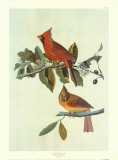 Cardinal Grosbeak Posters af John James Audubon Cardinal Grosbeak Posters af John James Audubon