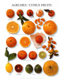 Citrus Fruit Reprodukcje Citrus Fruit Reprodukcje