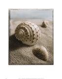 Coquillage de mer I Posters par Sondra Wampler