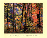 Ahorn und Birken Kunstdrucke von Joseph Holmes