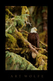 Einsamer Wächter, Alaska Poster von Art Wolfe