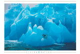 Penguins Photo