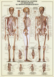 Skeletal System Obrazy Skeletal System Obrazy