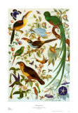 Audubon Fantasy Poster