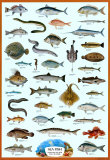 Fish Sea Billeder Fish Sea Billeder