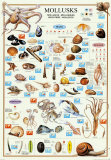 Mollusks Poster