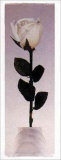 Rose à longue tige Affiches par Dick & Diane Stefanich