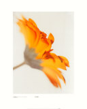 Gerbera, jaune vif sur fond blanc Posters par Michael Banks