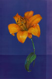 Flower on Blue Prints by Paul Hargittai