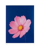 Cosmos malva su riflesso blu Poster di Masao Ota