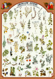 Aromatic Herbs - Reprodüksiyon
