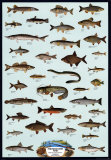 Poissons d'eau douce Posters