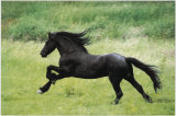 Horse Prints