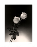 Roses Posters by Dick & Diane Stefanich