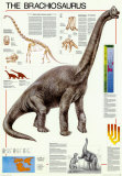 Dinosuars Brachiosaurus Poster