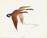 Canada Geese Prints by Charles Murphy