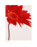 Gerbera, Bright Red on White (detail) Konst av Michael Banks Gerbera, Bright Red on White (detail) Konst av Michael Banks
