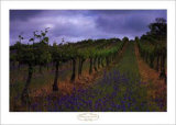 Wendouree Cellar Vineyards Prints by Andy Christodolo