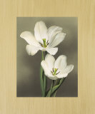 Tulipani Posters by Andrea Trivelli Tulipani Posters by Andrea Trivelli