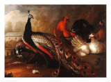 Peacock and Pheasant Prints by Marmaduke Cradock