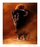 Amerikanischer Bison (Limitierte Auflage) Limitierte Auflage von Edward Aldrich