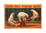 Internationaler Zirkus Adams Bros. Kunst