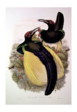 Ave del paraíso de Gould IV Póster por John Gould Ave del paraíso de Gould IV Póster por John Gould