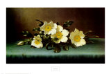 Vier Cherokee-Rosen Poster von Martin Johnson Heade