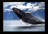 Ballena rorcual del norte Láminas por Brandon Cole