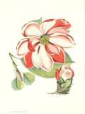 Fleurs de mélisse II Affiches par Samuel Curtis
