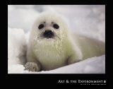 Cachorro de foca Pósters por Gerry Ellis