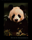 Giant Panda Feeding on Bamboo Prints by Gerry Ellis