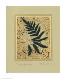 Fern Garden Posters by Betsy Bauer