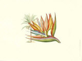 Bird of Paradise I Art by Sydenham Teast Edwards Bird of Paradise I Art by Sydenham Teast Edwards