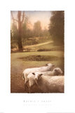 Ruthie's Sheep Prints by Barbara Kalhor