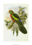 Gould Parrots II Prints by John Gould
