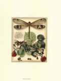 Whimsical Dragonflies II Plakat Whimsical Dragonflies II Plakat