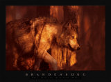 Wolf Spirit of the Sacred Plakater av Jim Brandenburg Wolf Spirit of the Sacred Plakater av Jim Brandenburg