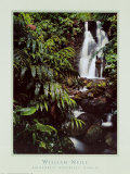 Chute dans la forêt tropicale, Hawaï Affiche par William Neill