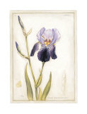 Purple Iris with Beard I Poster by Meg Page