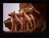 Cachorros de lobo Láminas por Jim Brandenburg Cachorros de lobo Láminas por Jim Brandenburg